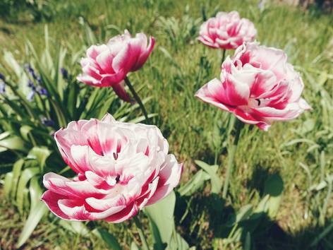 ilustrasi bunga peony (pexels.com/kokokara)
