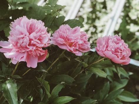 ilustrasi bunga peony (pexels.com/Lika Maziashvili)