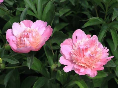 ilustrasi bunga peony (pexels.com/Scott Platt)
