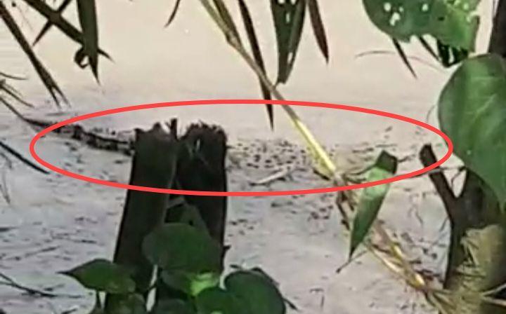 Heboh Buaya Muncul di Sungai Aliran Bengawan Solo Bojonegoro