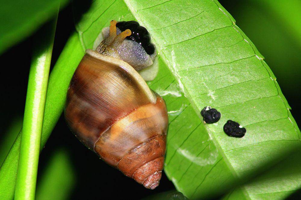ilustrasi siput bekicot yang ada di daun (pixabay.com/cuncon)