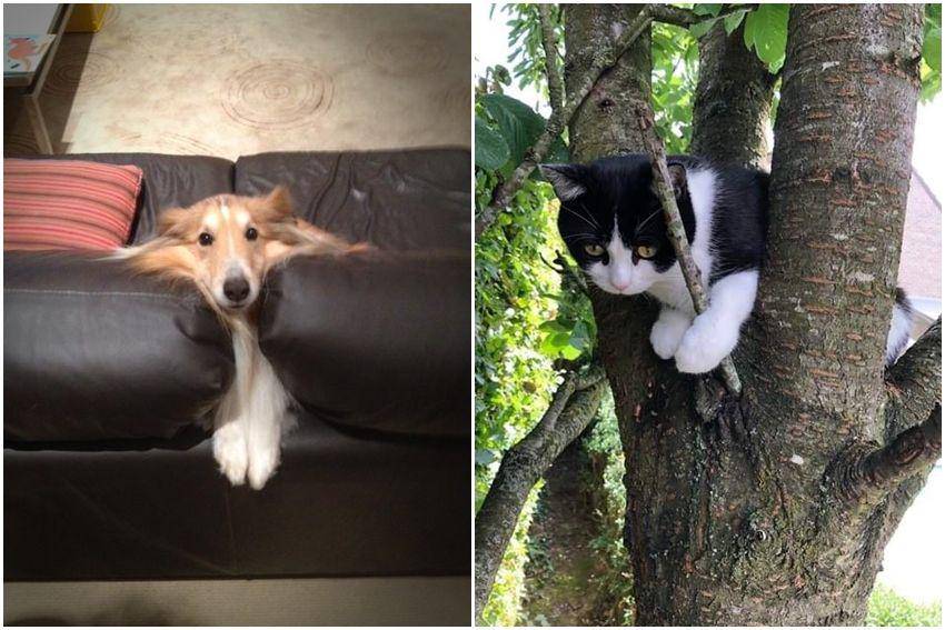 kolase potret momen apes hewan peliharaan (reddit.com/user/scoby_2000 | reddit.com/user/cholyena)