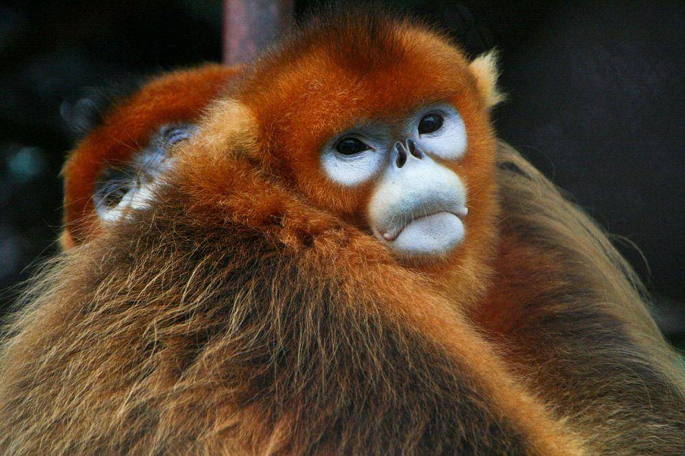 monyet emas hidung pesek di penangkaran (commons.wikimedia.org/Jack Hynes)
