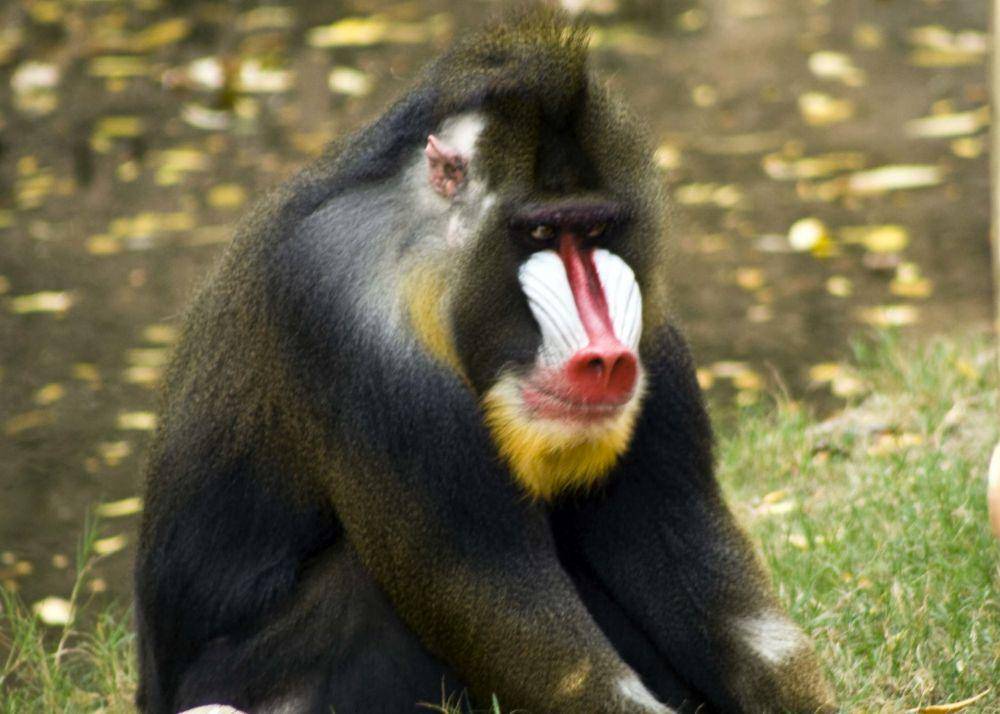 potret mandrill (flickr.com/Andrea Young)