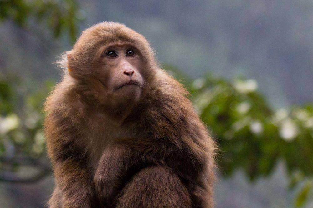 potret Tibetan Macaque (flickr.com/erika.oskar)