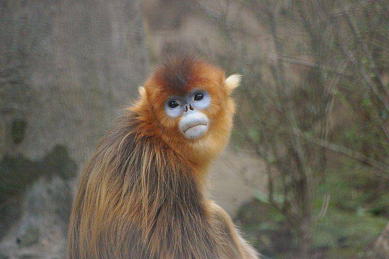 monyet emas hidung pesek di Zoorasia, Jepang (commons.wikimedia.org/pelican)