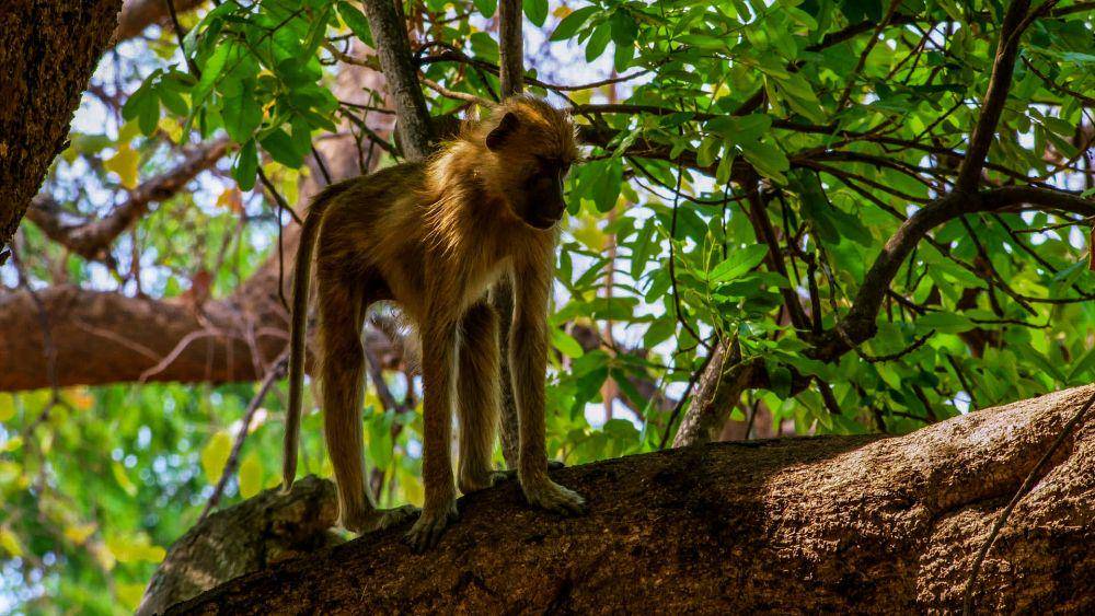 potret babon kuning (pixabay.com/LionMountain)