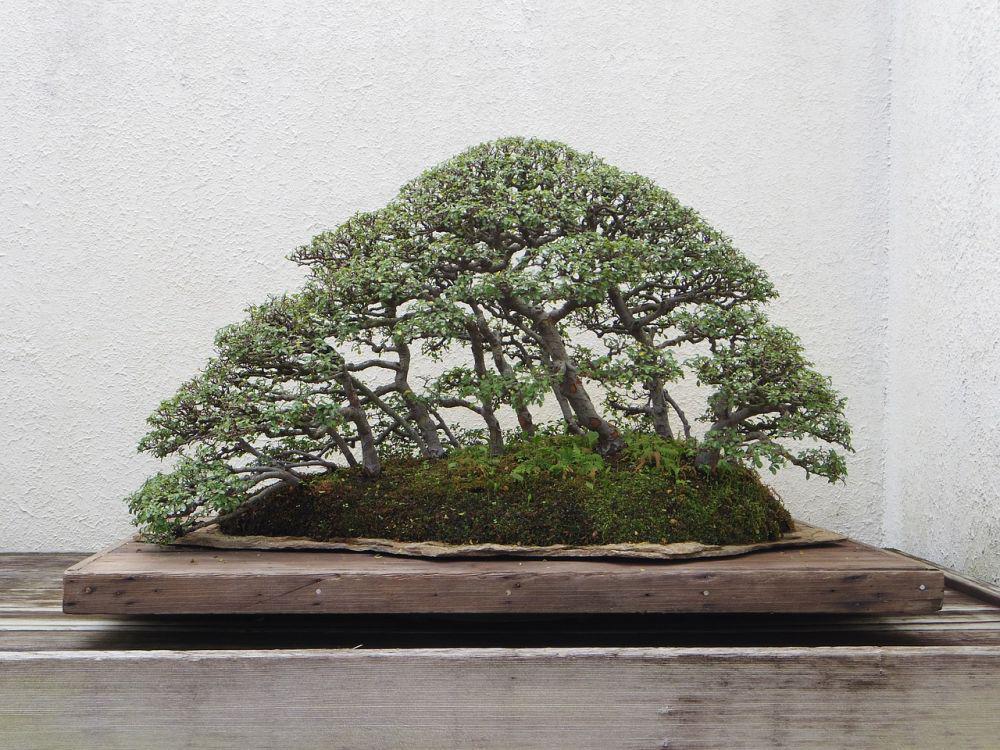 5 Peralatan Bonsai Dasar, Cocok untuk Ide Jualan Bro!