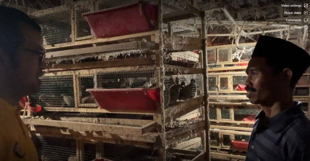 Kotoran Burung Puyuh di Kalisidi Ungaran Bisa Jadi Biogas, Begini Caranya