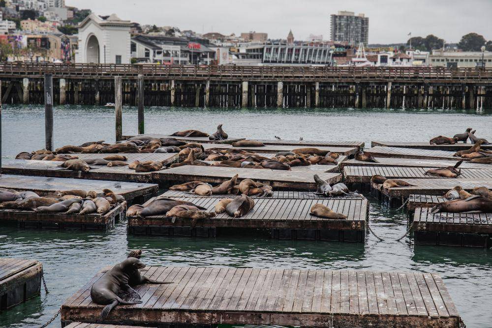 Pier 39 (unsplash.com/tadejapavsic)