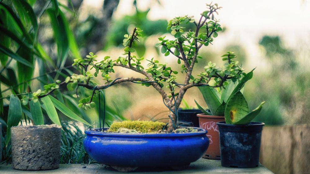 ilustrasi kawat pembentuk bonsai (Pixabay/Rob Brown)