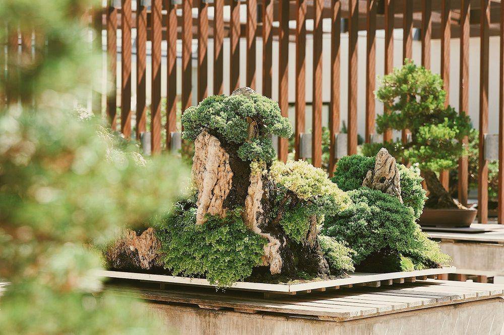 ilustrasi bonsai bergaya pemandangan (Unsplash/Raelle Gann-Owens)