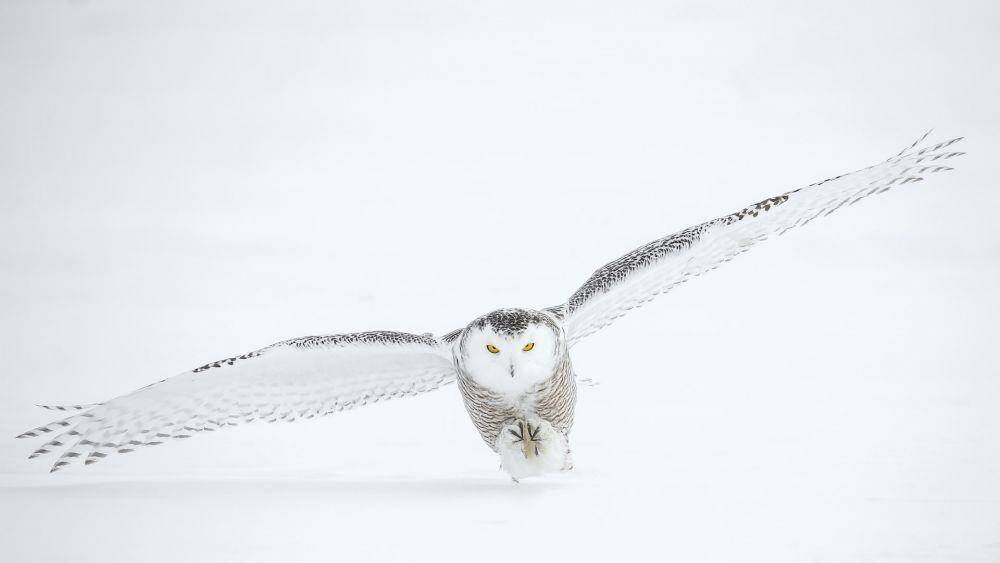 Unsplash/Todd Steitle