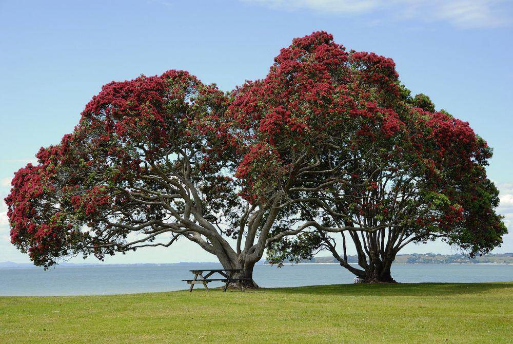 pohon pohutukawa (pixabay.com/wikiimages)