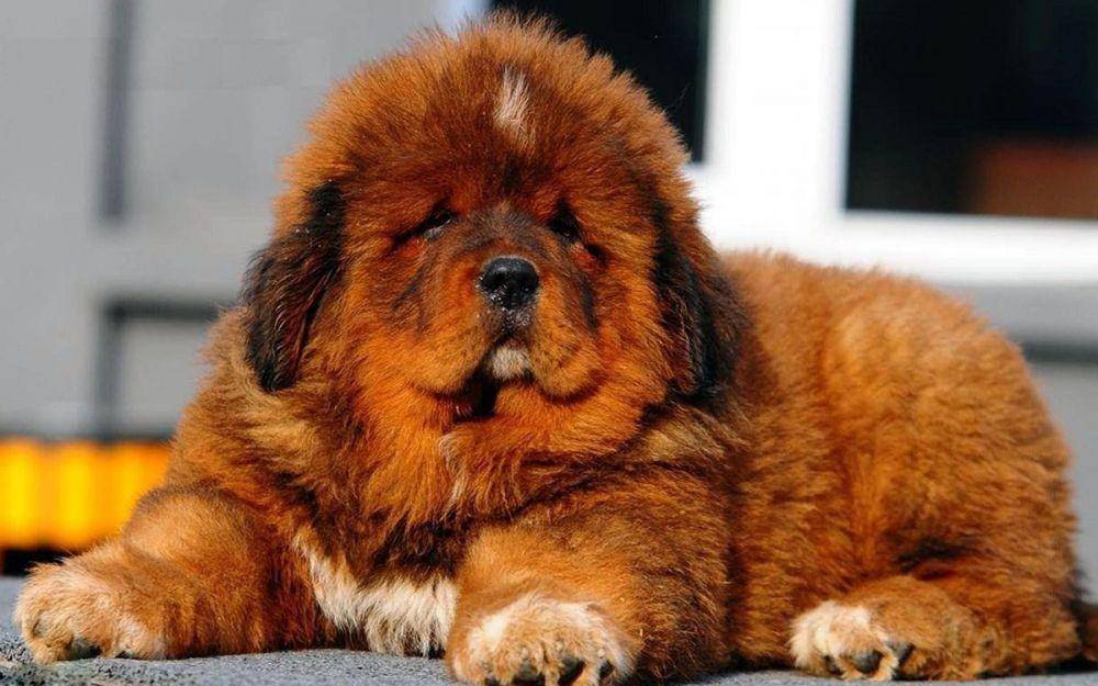 Anjing Tibetan Mastiff (financesonline.com)