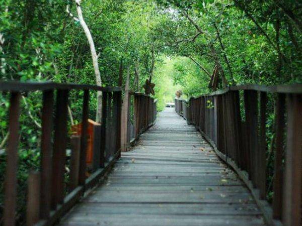 Mangrove Ujungpangkah (google.com/maps/venom neo)