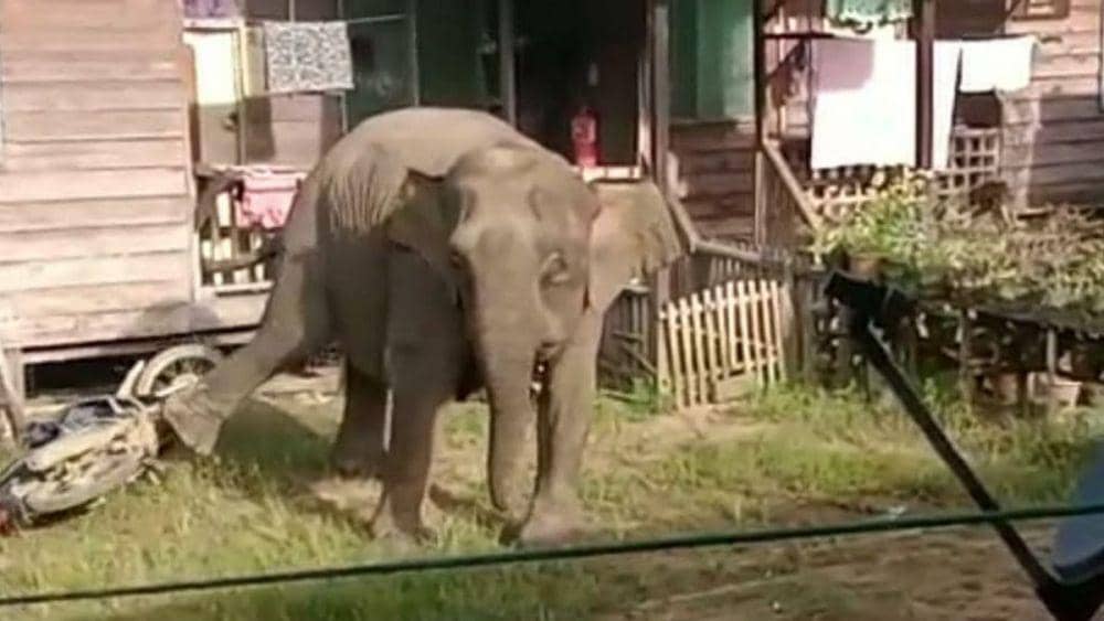 Video Viral Kawanan Gajah Liar Masuk di Pemukiman Kalimantan
