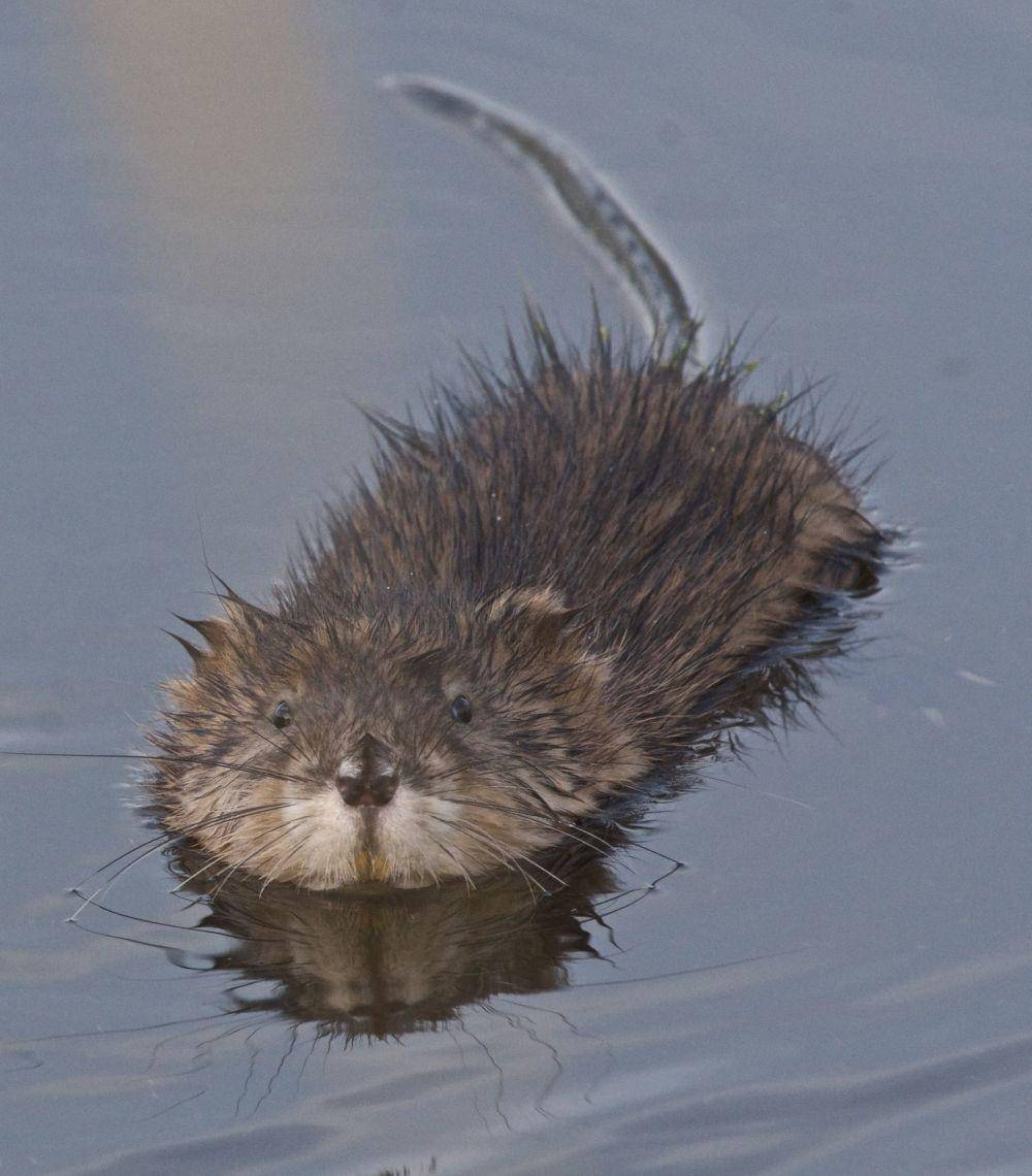 potret Muskrat (flickr.com/Eugene Beckes)