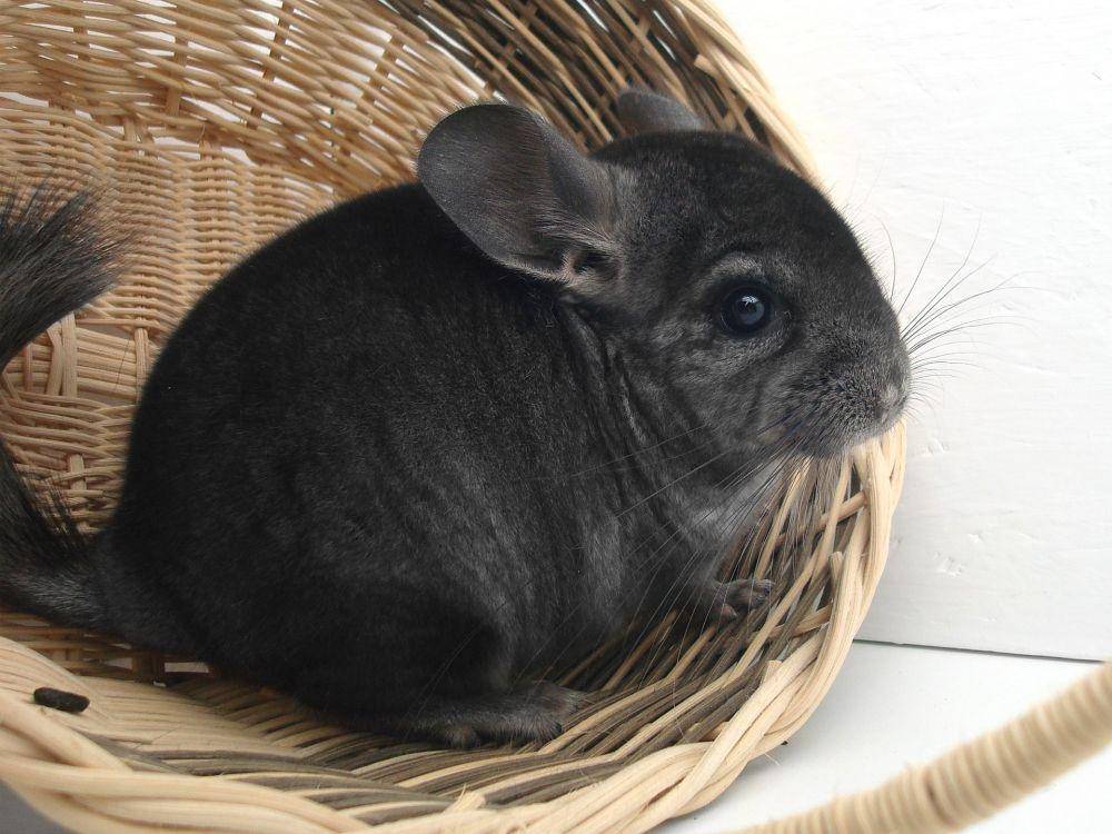 potret Chinchilla (pixabay.com/benjamingross83)