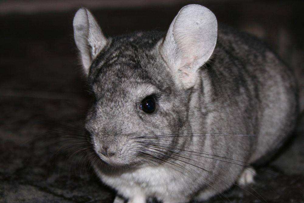 potret Chinchilla (pixabay.com/ligiera)