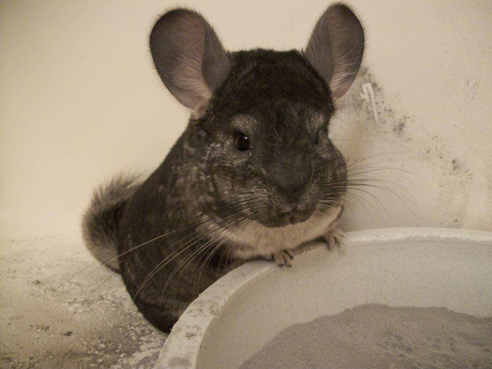 potret Chinchilla (pixabay.com/AmberRVT)