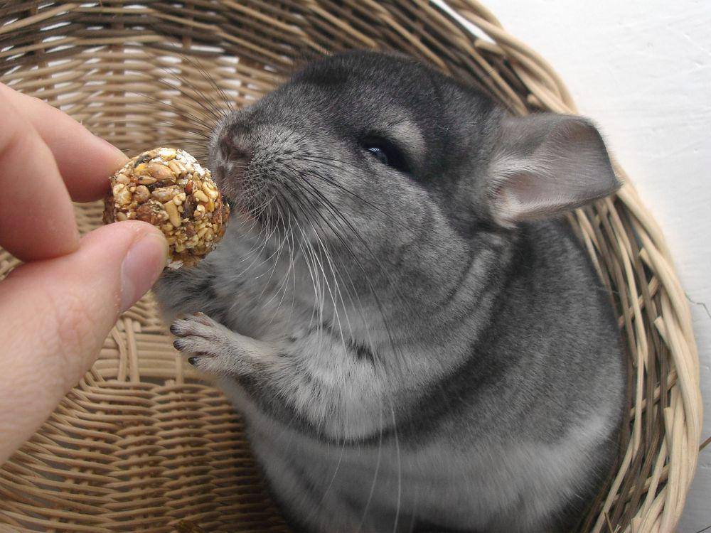 potret Chinchilla (pixabay.com/benjamingross83)