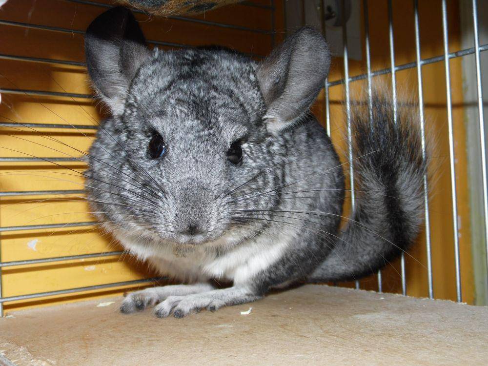 potret Chinchilla (pixabay.com/agdas666)