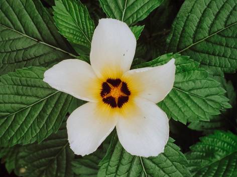 ilustrasi bunga turnera (pexels.com/Junior Cazangi)