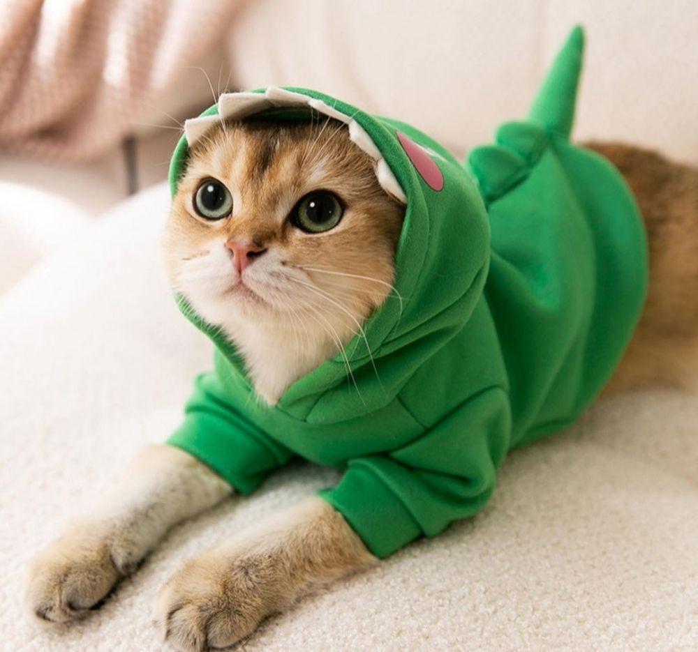 10 Rekomendasi Baju Anabul yang Imut dan Bikin Gemes