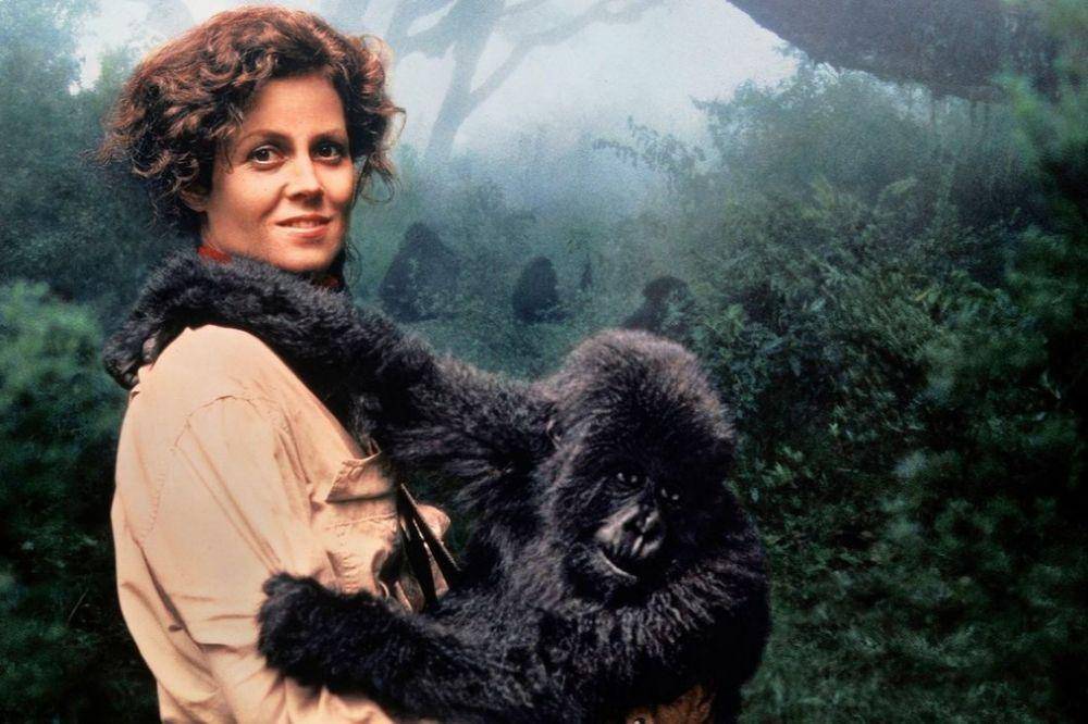 Sigourney Weaver dalam film Gorillas in the Mist (dok. Universal Pictures/Gorillas in the Mist)