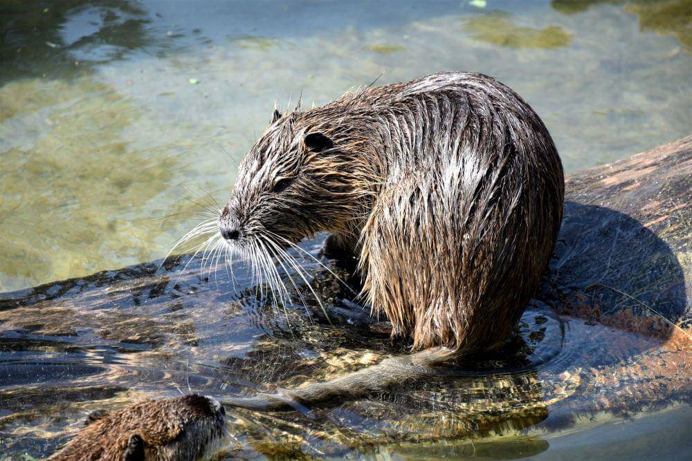 potret Muskrat (pixabay.com/RitaE)