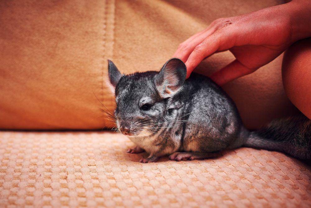 potret Chinchilla (pexels.com/Bulat Khamitov)