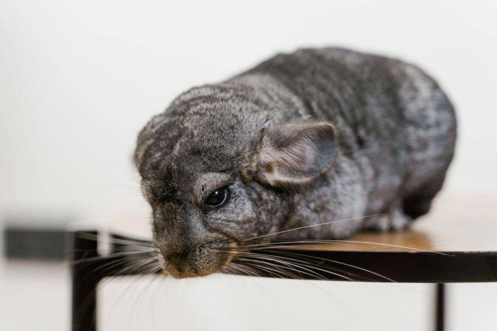 potret Chinchilla (pexels.com/MART PRODUCTION)