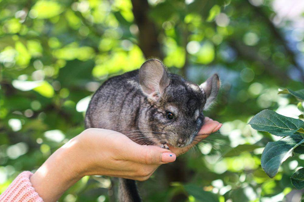potret Chinchilla (unsplash.com/Tanya Kusova)