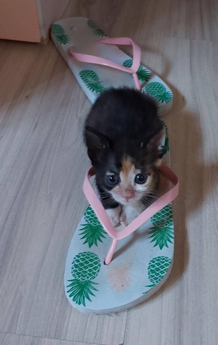 potret hewan bertingkah kayak balita (reddit.com/user/0speedofart0)