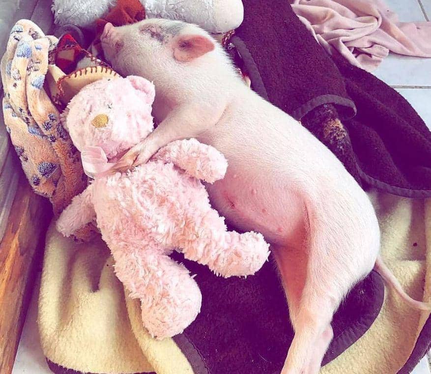 potret hewan bertingkah kayak balita (reddit.com/user/QuietCakeBionics)