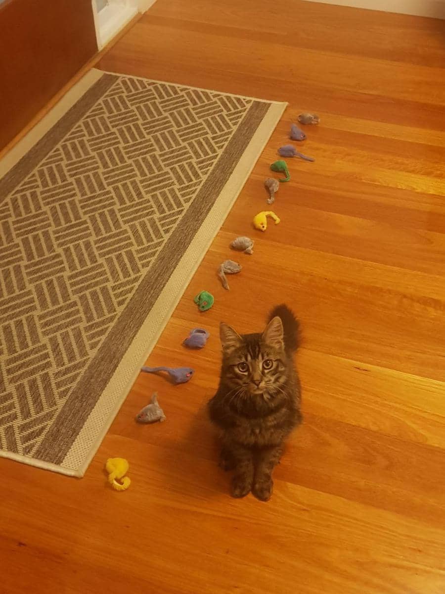 potret hewan bertingkah kayak balita (reddit.com/user/Torridger)