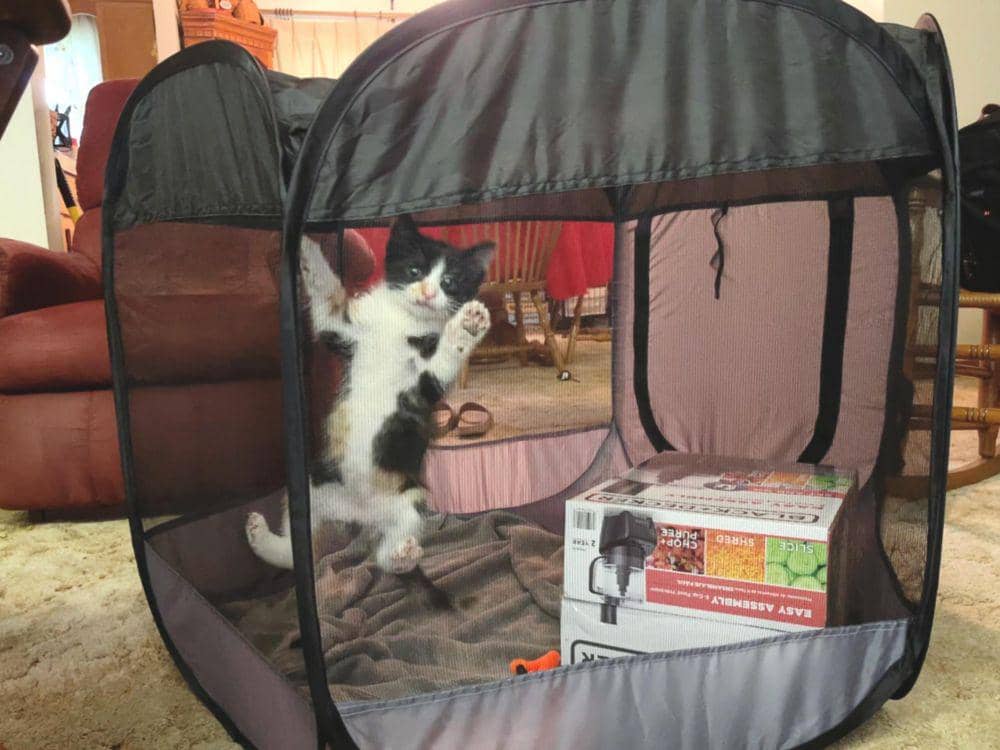 potret hewan bertingkah kayak balita (reddit.com/user/_pompom)