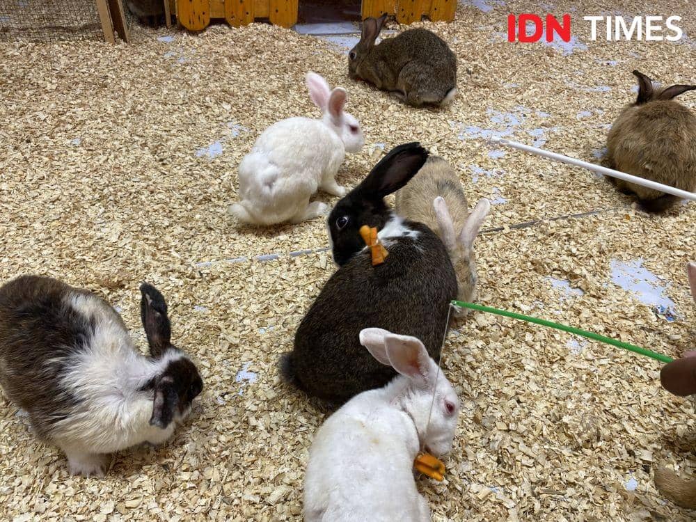Suasana hadirnya Bunny Farm season 5 di Ringroad City Walk (IDN Times/Indah Permata Sari)