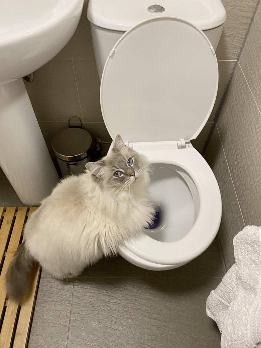 potret hewan bertingkah kayak balita (reddit.com/user/sleepytealeaf_art)