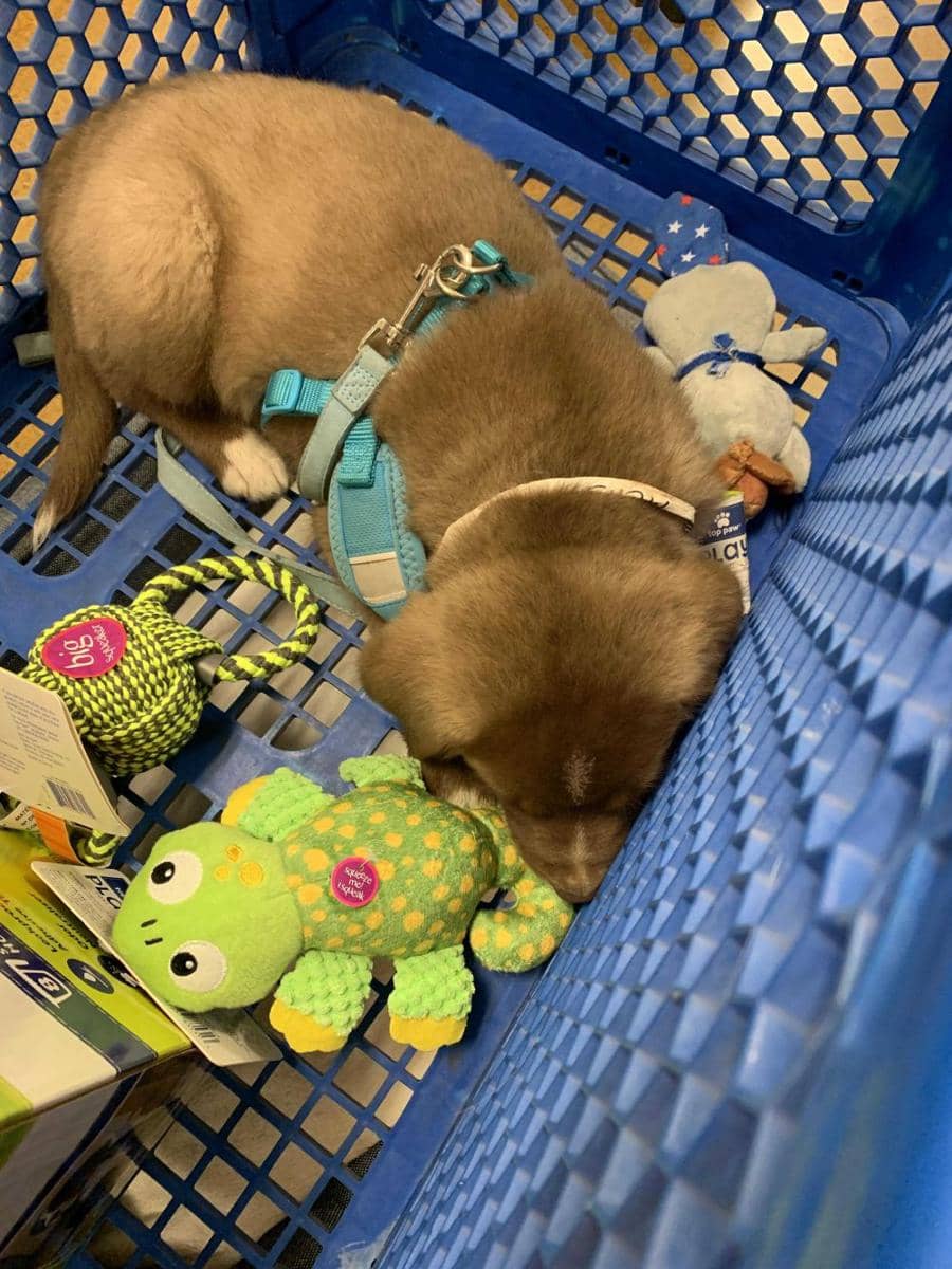 potret hewan bertingkah kayak balita (reddit.com/user/snapesnapeseverus)