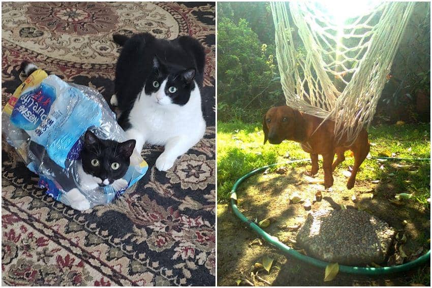 10 Potret Hewan yang Bertingkah kayak Balita, Random!