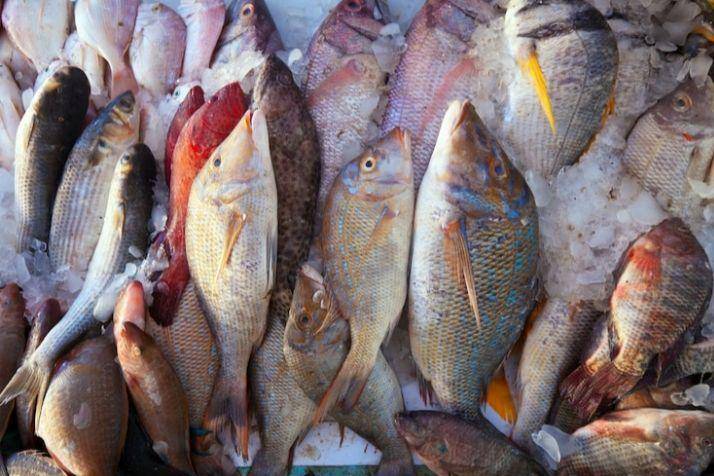 aneka jenis ikan (freepik.com/bearfotos)