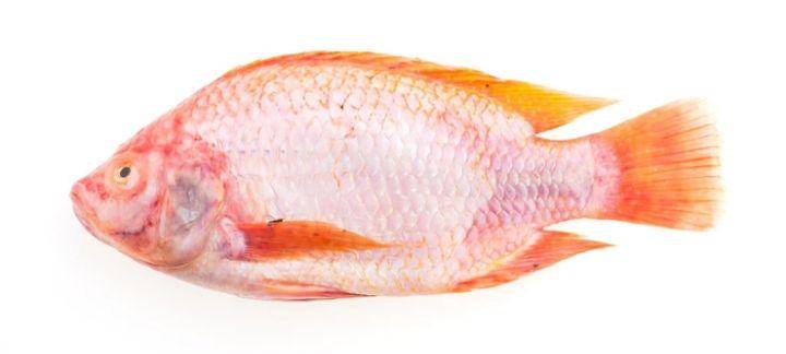 kakap merah/red snapper fish (freepik.com/mrsiraphol)