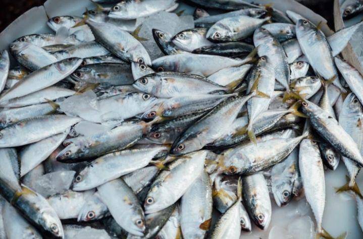 ikan kembung/long jawed mackerel (freepik.com/jcomp)