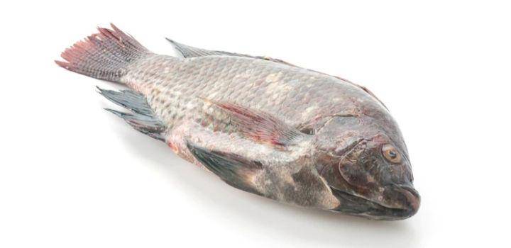 ilustrasi ikan nila/nile tilapia (freepik.com/topntp26)