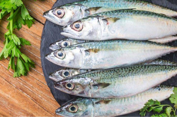 ilustrasi ikan tongkol/mackarel tuna (freepik.com/dashu83)