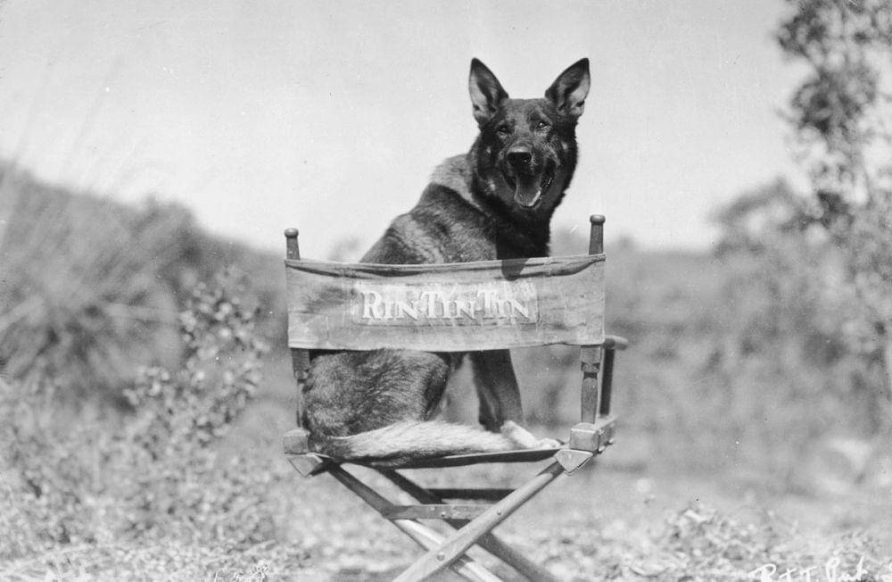 Rin Tin Tin (dok. Warner Bros Entertainment)