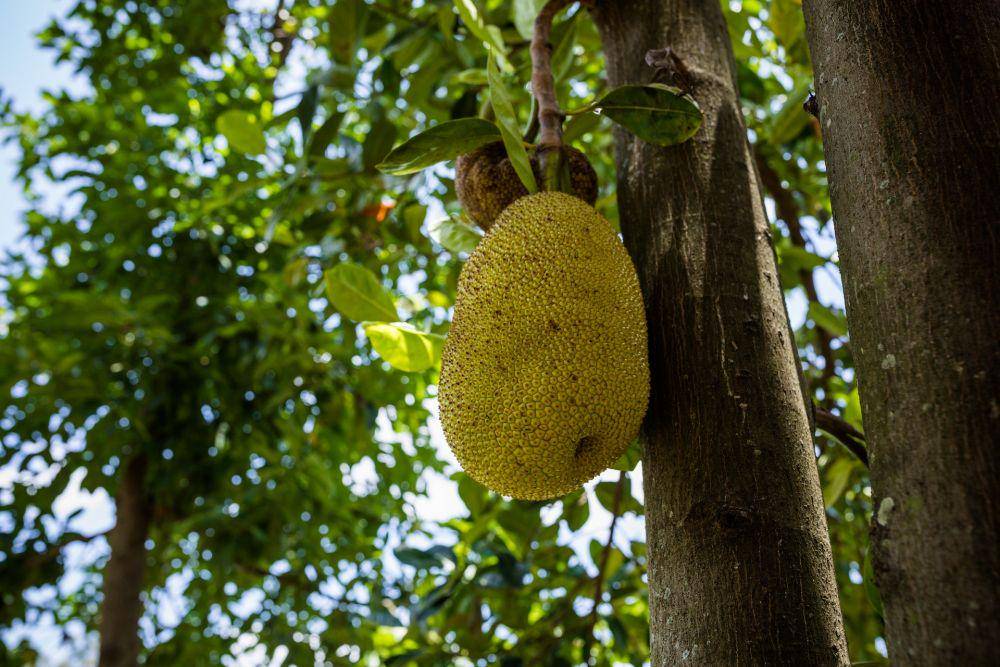 Ilustrasi buah bersifat panas (pexels.com/Antony Trivet)