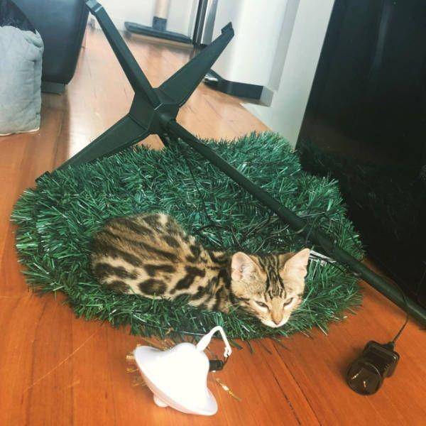 kucing rusak pohon Natal (izismile.com)